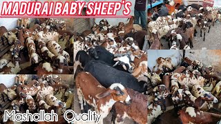 Pure Quality wale Madurai Baby Sheeps  Etiyapuram baby Sheeps available in Hyderabad [upl. by Jarrell]