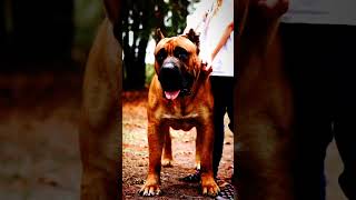 German Shepherd vs Great Pyrenees Presa Canario Tibetan mastiff Cane corso Bite force comparison [upl. by Cuttie]