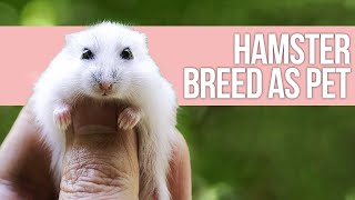 5 Best Hamster Breed as Pet [upl. by Solrac]