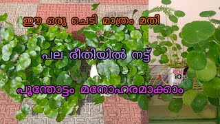 pennywort plant  hydrocotyle verticillata umbrella plant care  happy vlogs with geetha [upl. by Powel]