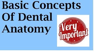 BASIC CONCEPTS OF DENTAL ANATOMY [upl. by Mcnutt]