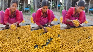 Indias Traditional DAL BORI Making  Bori Gram  Bori Para  Indian Food [upl. by Annaiek244]