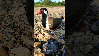 New Baby Chicks Coming From The Egg  Bird Lifecycle From Egg to Bird  Bird Hatching Eggs  Birds [upl. by Belding]