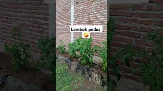 GO nyigit mendoan gurih🤣🤭viralshort funny comedy viralvideos ngakak [upl. by Iadrahc]