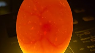 Egg candling video day 5 progression 🥚🐣 chicken chickenbreed eggs stagesoflife roostertime [upl. by Tamma]