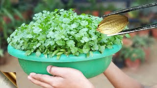 SECRET TRICK TO GROW ENORMOUS CORIANDER CILANTRO AT HOME [upl. by Jacobs]