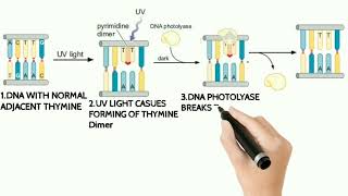 Direct DNA Repair  DNA Direct Repair Animation Photoreactivation Animation [upl. by Esiuol]