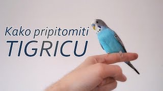 Kako pripitomiti Papagaja  Tigrica [upl. by Aruol]