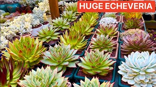 TAKE CARE amp PROPAGATE HUGE ECHEVERIA  NHÂN GIỐNG SEN ĐÁ [upl. by Nicolette]