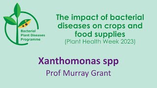 Xanthomonas spp and diseases of bananas brassicas strawberries and maize [upl. by Tfat700]