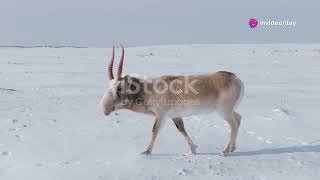 Rewilding North America amp Europe The Return of Saiga Antelope [upl. by Nasas446]