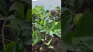 soilless farming India viral shortvideo [upl. by Lucky]