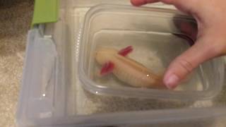 How to do a water change for a tubbed axolotl [upl. by Lorrin]