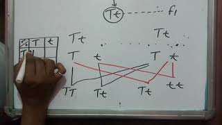 A Beginners Guide to Punnett Squares [upl. by Resiak]