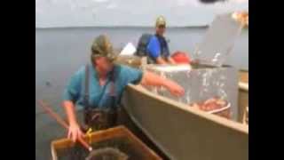 Spottail Shiners Live Bait Trapping In Minnesota Waters [upl. by Abixah]