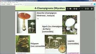 Les thallophytes  Les champignons [upl. by Care]