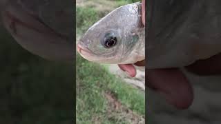 Bihari catching fish 🐠🐠🐟🐟 shocking movement [upl. by Hailahk485]