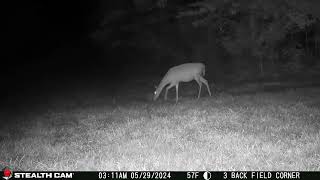 05 29 24 311 01am A deer eating in the lower back field near the mineral block deer wildlife [upl. by Slifka]