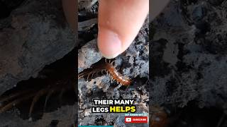 Are centipedes dangerous to humans bugfact kidsyoutube shortsforkids kids bug centipedefact [upl. by Eresed]