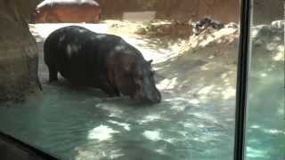 Hippos swimming at Honolulu Zoo 2012 [upl. by Bringhurst]