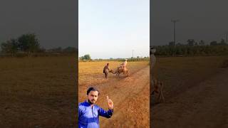 Man sat on a camel and the camel was not under control  short ytshort shortvideo [upl. by Eynttirb36]