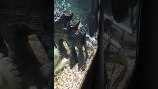 Feeding the sons tank Rope fish just cruising fishfeeding ropefish aquarium fish [upl. by Assirual681]