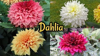 Annual Flower Show 2019  Dahlia FlowerThe Agri  Horticultural Society Of India [upl. by Hcra]