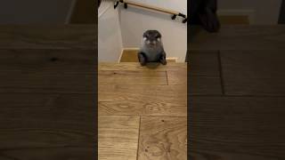 Otter QooI went out played and got soaked😁😍🦦Cute Otter ytviral otternoise ytshorts [upl. by Ldnek]