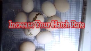 5 egg incubating TIPS for a more successful hatch rate [upl. by Suzann]