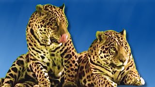 SOM DE ONÇA Som da Onça Pintada 🐆 🎶 [upl. by Anal]