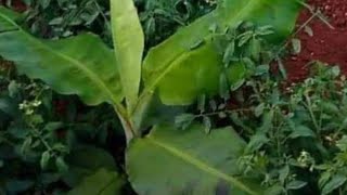 on Va répondre en 10 min cette préoccupation de ce abonné mes plantes de banan 🍌 ne grandissent pas [upl. by Lipsey519]