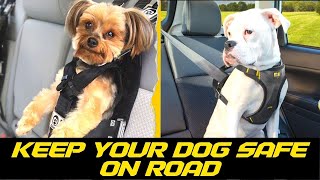 Best Dog Car Seat Belts to Keep Your Pup Safe On The Road [upl. by Aztilay]