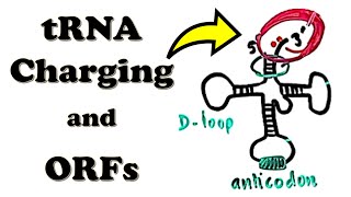 Translation  tRNA Charging Aminoacylation and Open Reading Frames [upl. by Sergu]