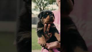 NOVA  White Collar Rottweiler SOLD to Her Forever Home [upl. by Oisacin]