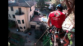 abbattimento controllato grande pino firenze treeclimbing 2022 [upl. by Riamu]