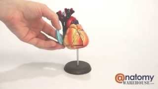 Human Heart Anatomy Model by AnatomyWarehousecom [upl. by Loralyn573]