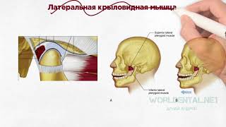 Основы гнатологии Анатомия и физиология ВНЧС [upl. by Astra]