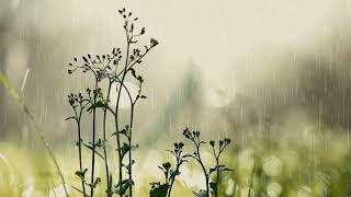 Small Natural Flower Grass on a Rainy Day  Peaceful Rainy Day  Nature [upl. by Frederica242]