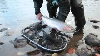 Denise Maxwell with Bulkley River Steelhead [upl. by Redep]