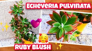 ECHEVERIA PULVINATA RUBY BLUSH‼️Suculenta que les gusta el SOL Suculentas PELUDITAS 💢🤗❤️ [upl. by Adekram]