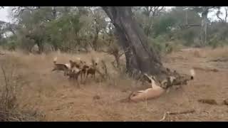 Leopard vs Wild Dogs vs Hyenas The Ultimate Battle for Survival [upl. by Bullivant196]