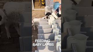 Feeding Baby Lambs youtube shorts short lamb baby feed [upl. by Wolenik]