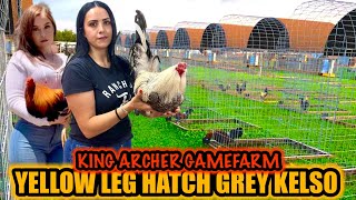 Yellow Leg Hatch Grey Kelso  KING ARCHER GAMEFARM [upl. by Akeber]