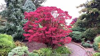 Acer palmatum Sharps Pygmy Japanese Maple Tree 10292020 [upl. by Michell]