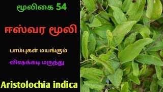 தலைசுருளி மூலிகைஈசுவர மூலிகைஈஸ்வர மூலிகுருவேர்Thalaisuruli herbalAristolochia indica [upl. by Voorhis803]