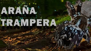 Unboxing de araña tramperaCtenizidae [upl. by Aneleairam]