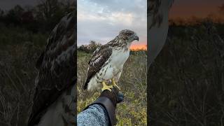 Releasing my first redtailed hawk back into the wild [upl. by Josiah]