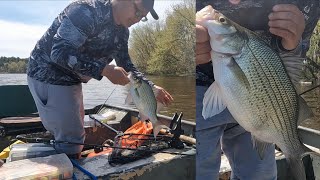 Run and Gunning for White Bass  Wisconsin Fishing [upl. by Pronty643]