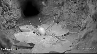 Incubation Break for Adult February 1 2018 — Bermuda Cahow Cam [upl. by Anali865]