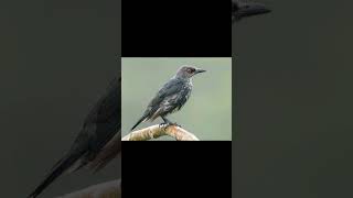 Asian Glossy Starling birds birdsounds birdslover natureandbirdssoundsrelaxingmusic [upl. by Urina830]